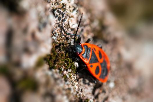 one fire bug sits on the bark of a tree