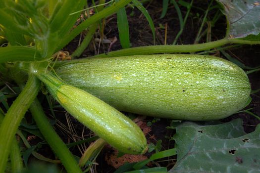 Zucchini plant. Young and mature vegetable marrows growing on bush.