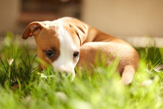 Maybe i can have another treat. a young pitbull puppy shyly hiding in the grass.