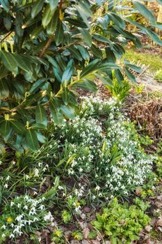 Common snowdrop - Galanthus nivalis
