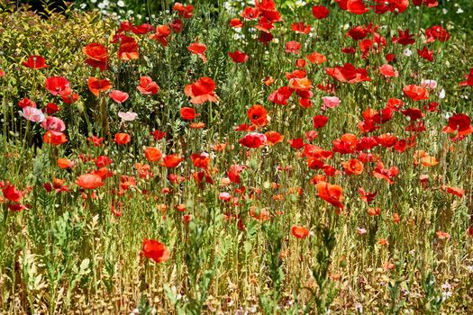 Sunny summer meadow with many red scarlet tender poppies