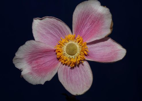 Pink flower blossom close up botanical background anemone tomentosa family ranunculaceae high quality big size print
