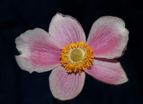 Pink flower blossom close up botanical background anemone tomentosa family ranunculaceae high quality big size print