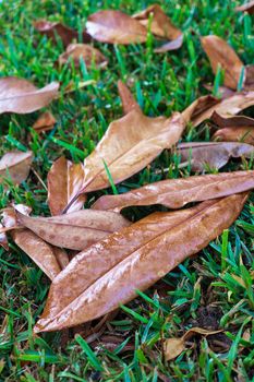 Dry leaves with dew drops on the green grass