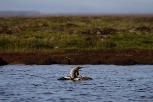 Two adult Pacific Loon or Pacific Diver and juvenile swimming around in an arctic lake with willows in the background