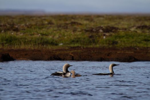 Two adult Pacific Loon or Pacific Diver and juvenile swimming around in an arctic lake with willows in the background