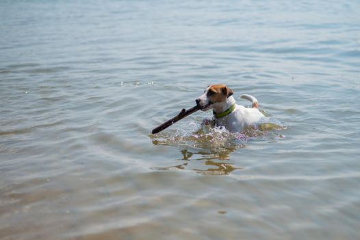 The dog swims with a stick in its mouth