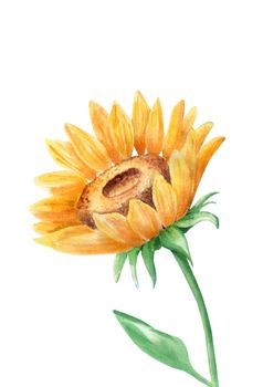 Watercolor drawing of a bright sunflower isolated on a white background