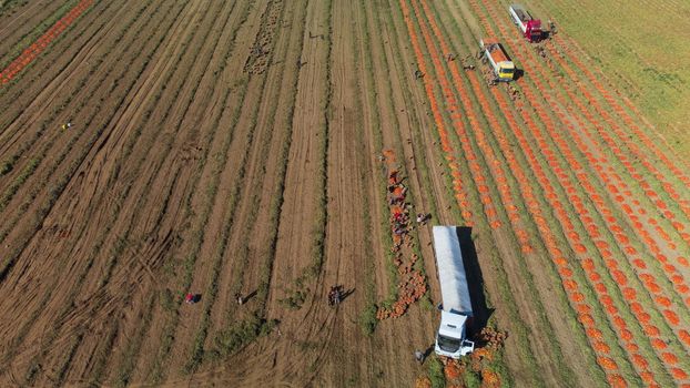 Aerial image of trucks loaded with Fresh harvested ripe Red Tomatoes.