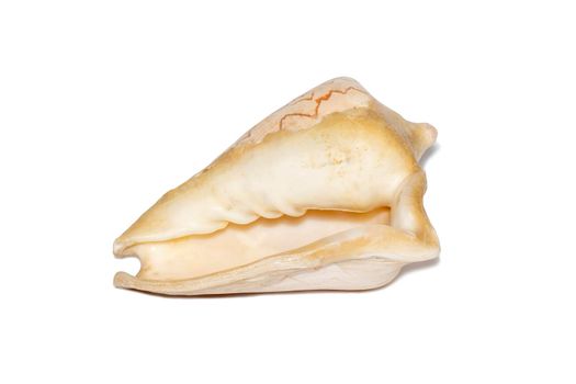 Image of andaman seashell (cymbiola nobilis) on a white background. Undersea Animals. Sea shells.
