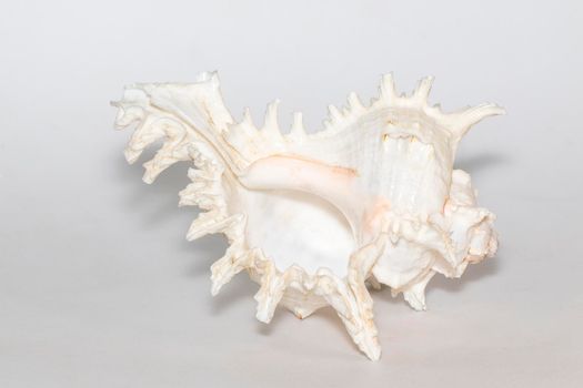 Image of chicoreus ramosus seashell on a white background. Sea shells. Undersea Animals.