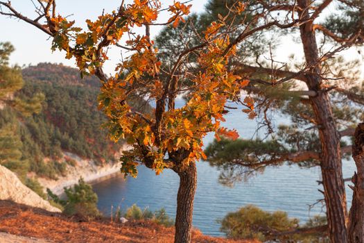 Autumn, forest landscape on the background of the sea.