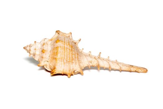 Image of thorn conch shell on a white background. Undersea Animals. Sea shells.