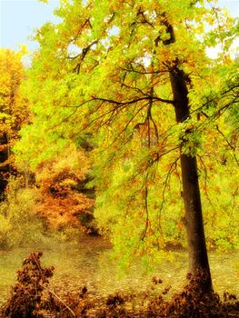 Beautiful autumn. The beautiful colors of autumn. Autumn forest.