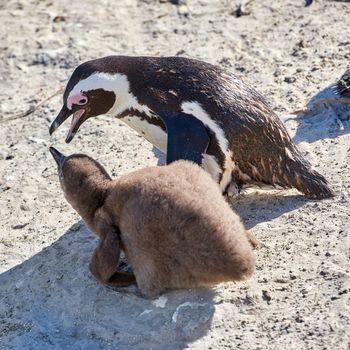 Penguin with chick. Black-footed penguin at Boulders Beach, South Africa.