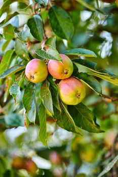 An apple per day keeps the doctor away. Apple-picking has never looked so enticing - a really healthy and tempting treat.