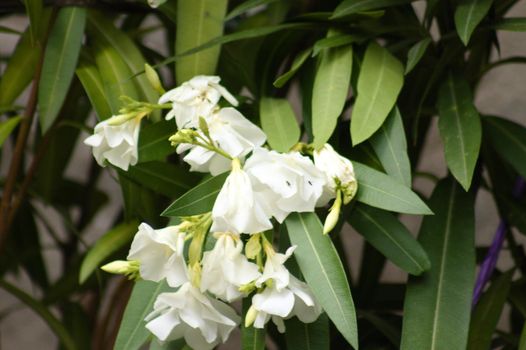 Closeup of white oleander flowers with selective focus on foreground