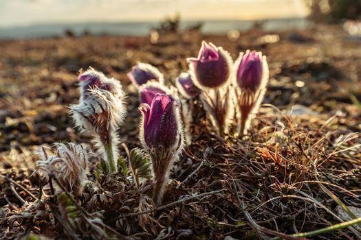 Dream-the beautiful grass Pulsatilla patens blooms in the spring in the mountains. The golden hue of the setting sun. Atmospheric spring background. Delicate, fragile flowers in selective focus at sunset.