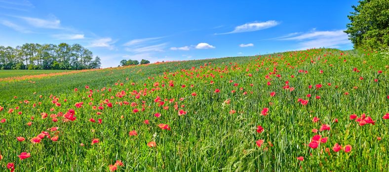 Wheat fields with poppies in early summer. Nature photos from Denmark.