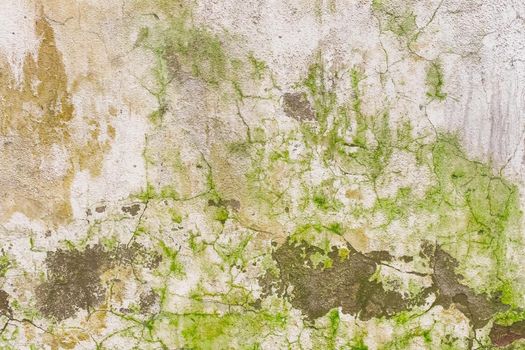 Green dirty mold on an old cracked concrete wall of an abandoned building texture background