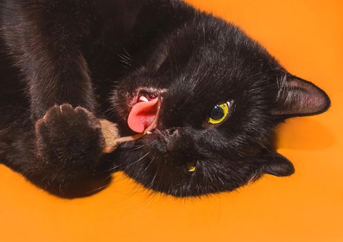 A black cat with an open mouth and tongue holds a mouse in its paws, plays and bites a rodent by the tail on an orange background, close-up