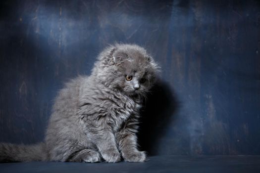 Gray little cat of breed Scottish fold plays on a gray background