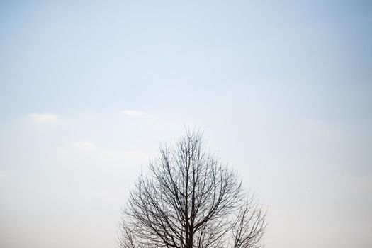 Big tree grows solitary in an empty field against the sky