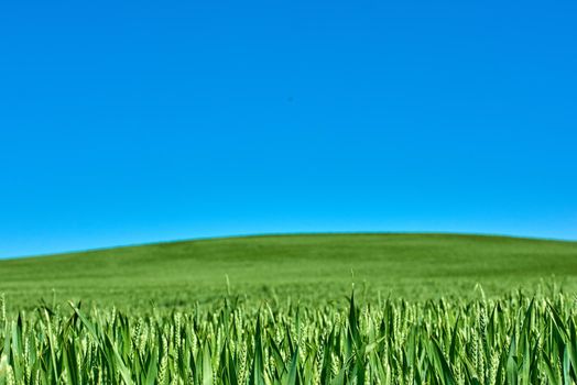 Green fields and blue skies. Green fields and blue sky in spring and early summer.