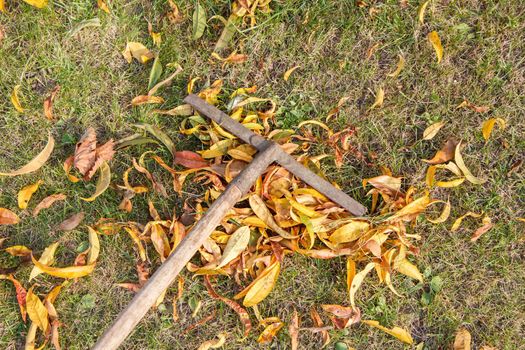 Cleaning a garden with a rake in autumn.