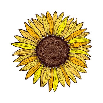 Sunflower in vintage style