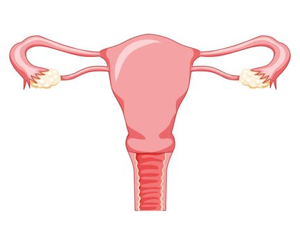 Female reproductive system vagina Frontal view. Human anatomy internal organs location scheme uterus, cervix, ovary