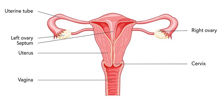 Uterine septum septate uterus Female reproductive system diagram with inscriptions text. Human anatomy internal organs