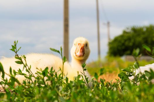 Gosling. Poultry farm for breeding geese. Little goose chicks in the grass.