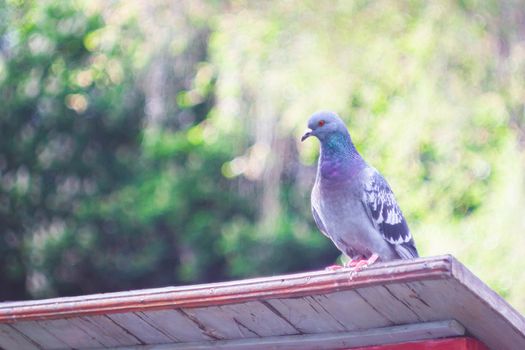 Pigeon in the park. Bird in the city.Pigeon farm.