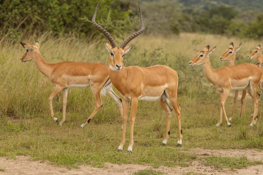 Many wild antelopes in national park in South Africa