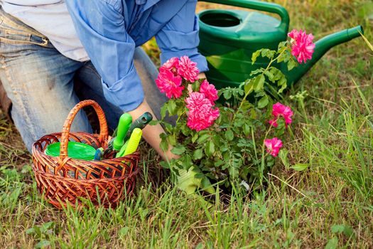 Woman gardener planting a sapling of red rose