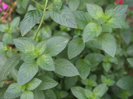 peppermint plant scient. name Mentha piperita