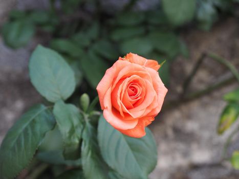 rose orange flower scient. name Rosa