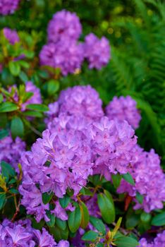 Purple garden flowers. A photo of beautiful purple flowers in springtime.