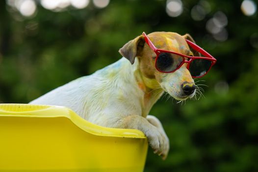 Jack russell terrier dog in sunglasses washes in a yellow basin outdoors.