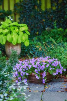 Purple garden flowers. A photo of beautiful purple flowers in springtime.