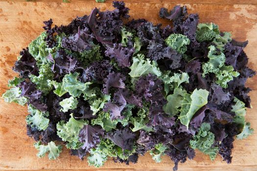 Fresh Green and Purple Curly Kale