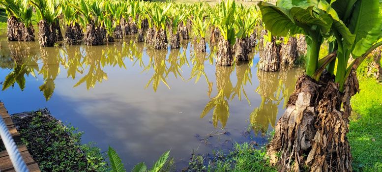 natural tropical lake in the interior of Brazil with grass vegetations and plants