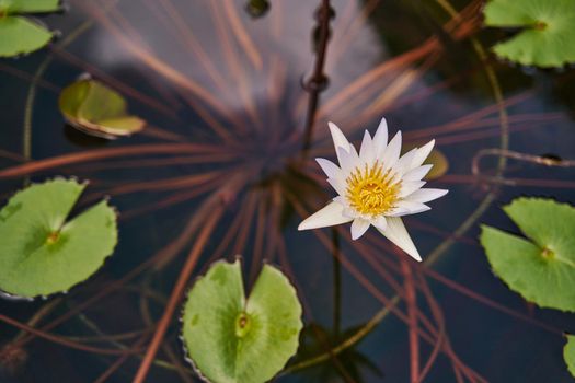 White water lilies on water of pond