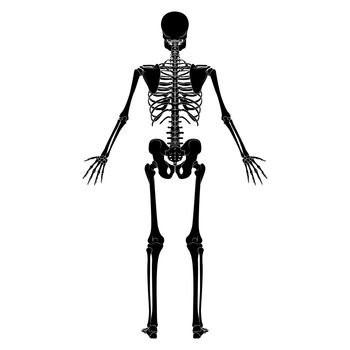Skeleton Human silhouette body bones - hands, legs, chests, vertebra, pelvis, Thighs back Posterior dorsal view flat black