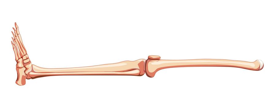Thighs and legs lower limb Skeleton Human side view. Anatomically correct femur, patella, fibula, tibia, foot realistic