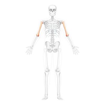 Skeleton Humerus arm Human front view with two arm poses with partly transparent bones position. Set of realistic 3D