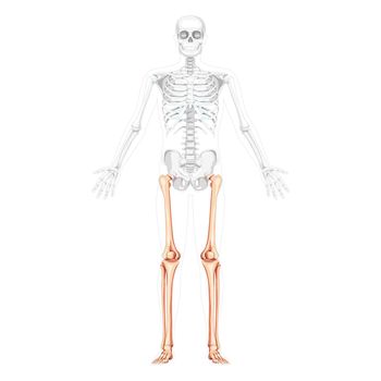 Skeleton Thighs and legs lower limb Human front view with partly transparent bones position. Anatomically correct fibula