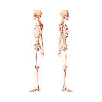 Skeleton Human diagram side view with different shade options. Set of realistic flat natural color medical bones concept