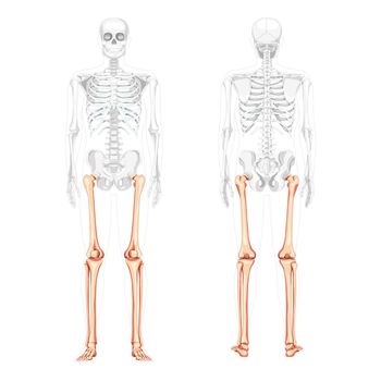 Skeleton Thighs and legs lower limb Human front back view with partly transparent bones position. Fibula, tibia, foot